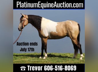 Tennessee walking horse, Hongre, 6 Ans, 152 cm, Tobiano-toutes couleurs, in Whitley City Ky,