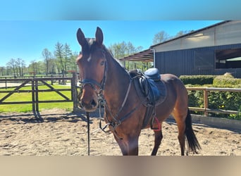 Gelding 3 years