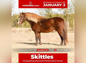 Plus de poneys/petits chevaux, Hongre, 11 Ans, 114 cm, in Ravenna, TX,