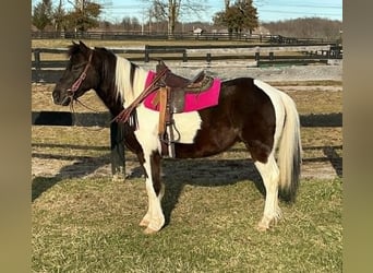 More ponies/small horses, Gelding, 5 years, 12 hh, Tobiano-all-colors, in Lexington