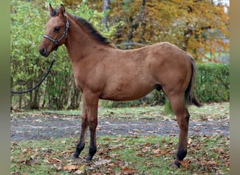 Paint Horse, Étalon, 1 Année, 150 cm, Bai, in Hellenthal,