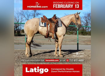 Quarter horse américain, Hongre, 7 Ans, Palomino, in Cushing, OK,