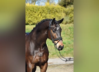 Westfaal, Ruin, 10 Jaar, 165 cm, Bruin, in Fürstenau