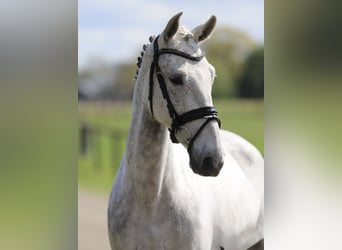 Cruzado, Merrie, 6 Jaar, 148 cm, Schimmel, in Zieuwent