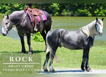 Draft Horse, Gelding, 5 years, 15,3 hh, Gray-Dapple, in Tompkinsville, KY