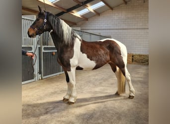Baroque Pinto, Mare, 12 years, 16 hh, in Bladel,