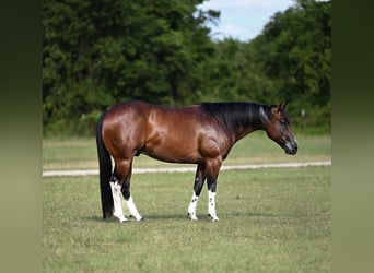 American Quarter Horse, Wallach, 4 Jahre, Rotbrauner, in Waco