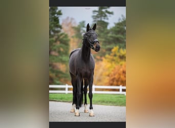 Oldenburg, Mare, 9 years, 16 hh, Bay-Dark, in Danzig,