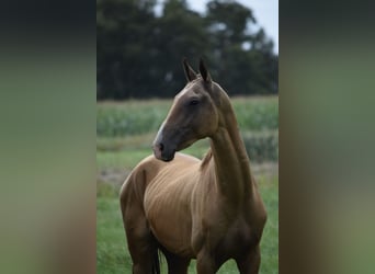 Akhal-Teke, Hengst, 4 Jaar, 160 cm, Buckskin, in Ovelgönne