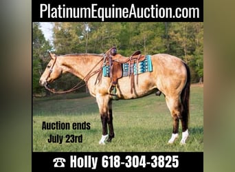American Quarter Horse, Wallach, 13 Jahre, 157 cm, Buckskin, in Greenville KY,
