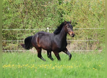 German Sport Horse, Gelding, 2 years, 16.1 hh, Bay-Dark, in Standenbühl,