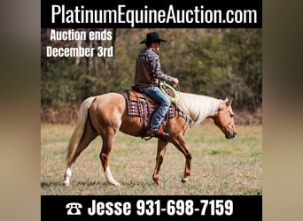 American Quarter Horse, Gelding, 10 years, 15.2 hh, Palomino, in SANTA Fe TN,