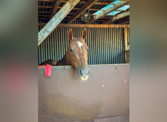 Polo Pony, Stute, 17 Jahre, 148 cm, Dunkelfuchs, in Seuzach