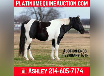 Paint Horse, Gelding, 12 years, 14,2 hh, Tobiano-all-colors, in Weatherford Tx,