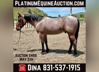 American Quarter Horse, Gelding, 5 years, 13.3 hh, Roan-Bay, in Paicines CA,