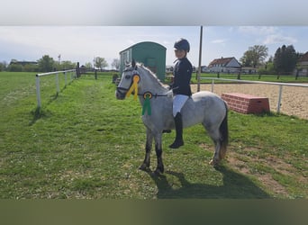 Welsh A (Mountain Pony), Mare, 9 years, 11.2 hh, Gray, in Burgdorf,
