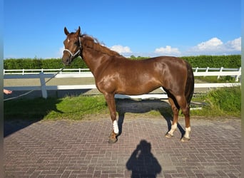 KWPN, Mare, 5 years, 17 hh, Chestnut-Red, in Venhuizen,