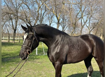 KWPN, Stute, 4 Jahre, 172 cm, Rappe, in Bekescsaba