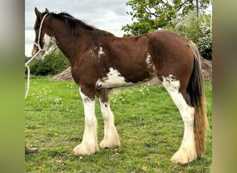 Clydesdale, Mare, 3 years, , in marbury