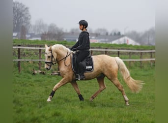 German Riding Pony, Gelding, 5 years, 14.3 hh, Palomino, in Stuhr,