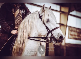 VOYOU D ISSEL, Camargue, Stallion, Gray, in Wesel,