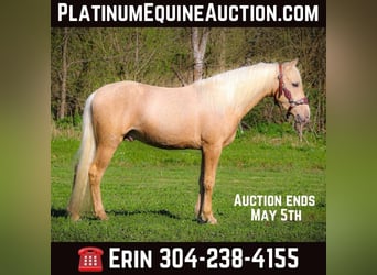 Kentucky Mountain Saddle Horse, Gelding, 4 years, 14.3 hh, Palomino, in Flemingsburg KY,