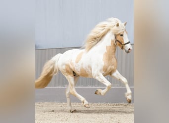 Icelandic Horse, Stallion, Pinto, in Thuine,