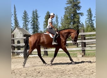Cleveland Bay, Mare, 5 years, 16 hh, Bay, in Post Falls,