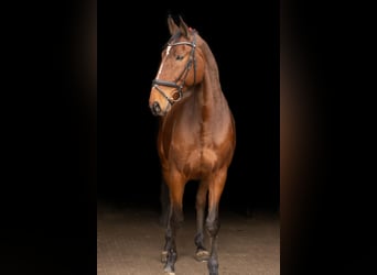 Mecklemburgo, Caballo castrado, 12 años, 178 cm, Castaño, in Radeburg