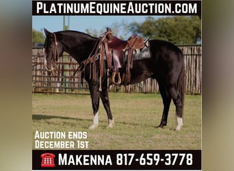 American Quarter Horse, Gelding, 7 years, 15.1 hh, Black, in Lipan TX,