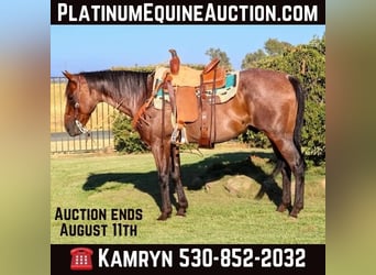 American Quarter Horse, Gelding, 12 years, 15 hh, Roan-Bay, in Pleasant Grove CA,