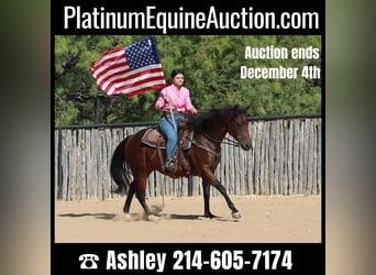 American Quarter Horse, Mare, 15 years, 15 hh, Bay, in weatherford tx,
