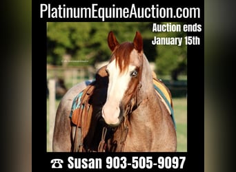 Paint Horse, Hongre, 7 Ans, 152 cm, Rouan Rouge, in Milsap TX,