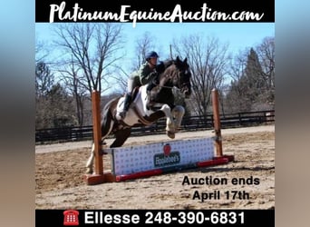 Draft Horse, Gelding, 14 years, Tobiano-all-colors, in Highland, MI,