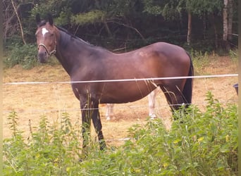 Mare 9 years