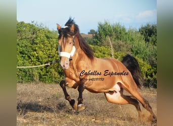 Andalusiër, Hengst, 3 Jaar, 157 cm, Pearl, in Vejer de la Frontera,