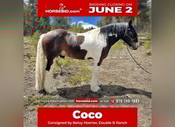Drum Horse, Gelding, 6 years, 15.3 hh, Tobiano-all-colors, in Fairplay, CO