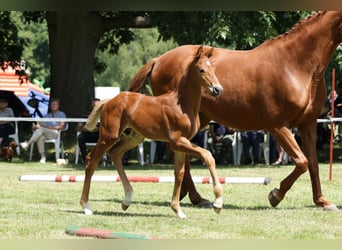 Hanoverian, Stallion, Foal (06/2024), Chestnut-Red, in Woltersdorf,