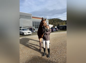 BWP (cheval de sang belge), Hongre, 7 Ans, 166 cm, Bai, in Reinach,