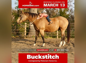 American Quarter Horse, Wallach, 17 Jahre, Buckskin, in Valley Springs, SD,