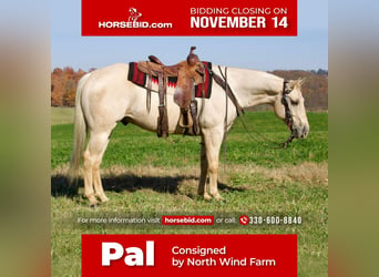 American Quarter Horse, Gelding, 8 years, 15.1 hh, Palomino, in Millersburg, OH,