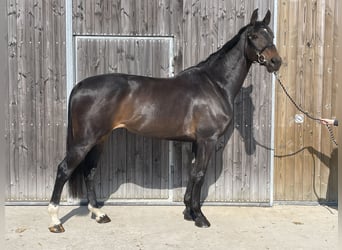 Caballo de Holstein, Yegua, 8 años, 170 cm, , in GROTE-BROGEL