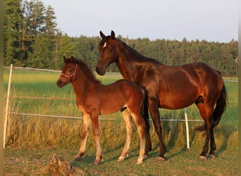 Welsh-PB, Hengst, Fohlen (04/2024), 154 cm, Dunkelbrauner, in Nepomuk,