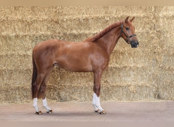 Tiesto