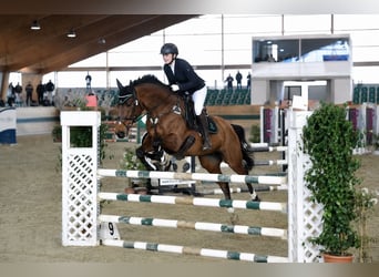 Trakehner, Stute, 10 Jahre, 164 cm, Brauner, in Passail