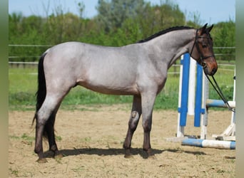 Hongaars sportpaard, Ruin, 4 Jaar, 160 cm, Schimmel, in Békésszentandrás,