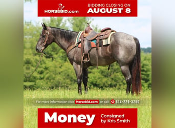 Quarter horse américain, Hongre, 10 Ans, 152 cm, Rouan Bleu, in Clarion, PA,
