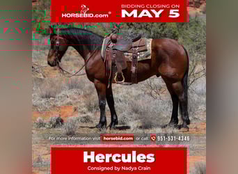 Other Breeds, Gelding, 8 years, 15,2 hh, Bay, in Camp Verde, AZ,