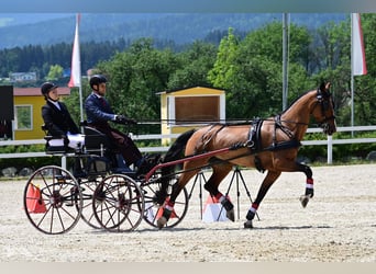 KWPN, Stute, 11 Jahre, 163 cm, Brauner, in Nagykáta,