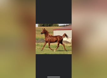 Arabian horses, Gelding, 9 years, 15.1 hh, Chestnut-Red, in Lörrach,